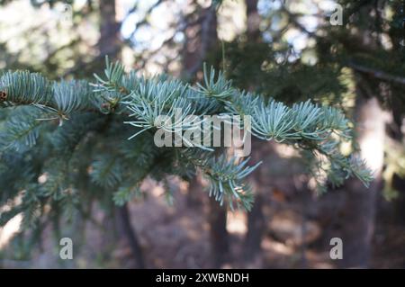 Sapin rouge (Abies magnifica) Plantae Banque D'Images