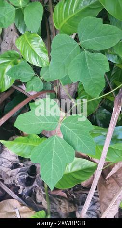 Haricot de Kudzu (Pueraria montana lobata) Plantae Banque D'Images