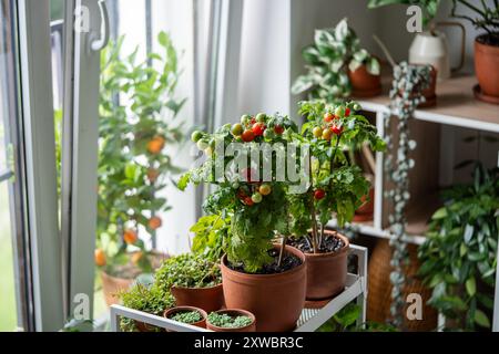 Tomates cerises fraîches juteuses en pot sur le rebord de la fenêtre. Vie écologique, nourriture orgnic durable Banque D'Images