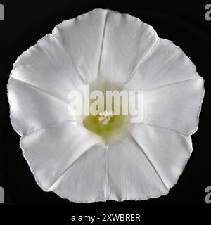 Prise de vue en studio (image empilée) d'une fleur de Hedge Bindweed (Calystegia sépium) sur fond noir Banque D'Images