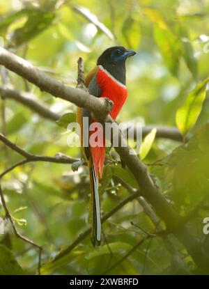 Trogon Malabar commun (Harpactes fasciatus malabaricus) Aves Banque D'Images