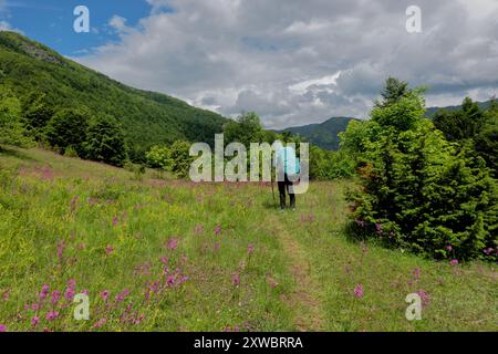 Viscaria vulgaris et une émeute de fleurs sauvages sur les sommets de la piste des Balkans, montagnes maudites, Ceremi, Monténégro Banque D'Images