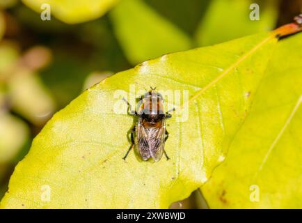 Merodon equestris hoverfly sur feuille Banque D'Images