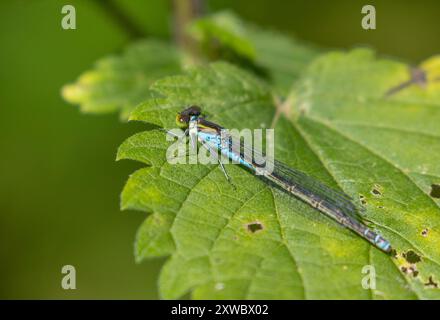 Petit Damselfly aux yeux rouges perché sur une feuille Banque D'Images