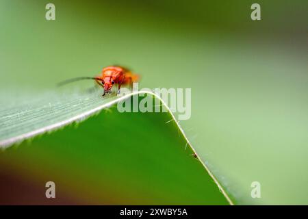 France. 18 août 2024. Pyrochroa serraticornis, ou coléoptère cardinal photographié en Occitanie, France, non daté. Photo de Denis Prezat/ABACAPRESS. COM Credit : Abaca Press/Alamy Live News Banque D'Images