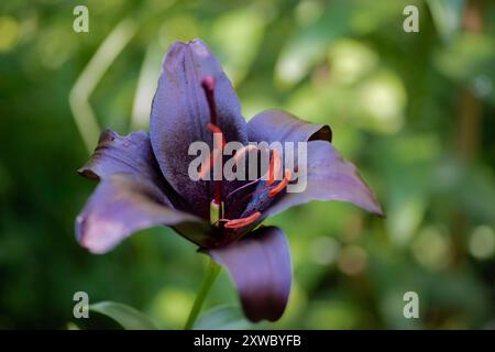 Lilium noir Nightrider (jardin du ruisseau de l'église 2024) Banque D'Images