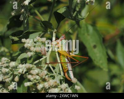 Handsome Meadow Katydid (Orchelimum pulchellum) Insecta Banque D'Images