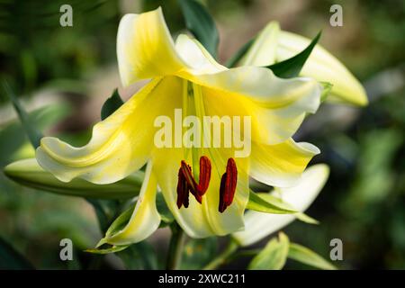 lilium jaune Conca d'Or (jardin du ruisseau de l'église 2024) Banque D'Images