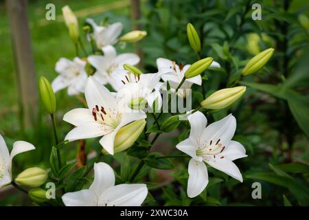 Lilium blanc eyeliner (jardin du ruisseau de l'église 2024) Banque D'Images