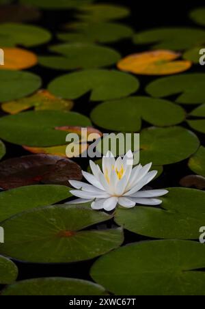 Gros plan des nénuphars et des nénuphars flottant à la surface du lac. Banque D'Images