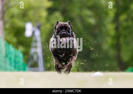 Canne Corso Italiano chien course leurre course chien sport Banque D'Images