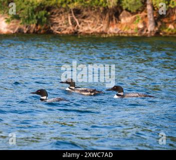 Groupe de trois huards nageant sur le lac au Canada le jour d'été. Banque D'Images