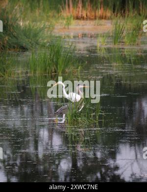 Héron et aigrette blanche dans une zone humide marécageuse le jour d'été. Banque D'Images