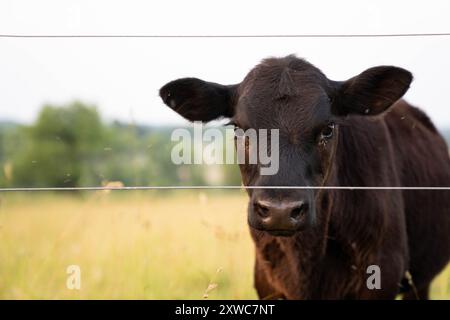 Vache brune dans le champ agricole du Wisconsin Banque D'Images