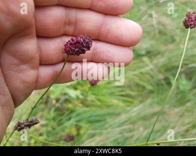Grand burnet (Sanguisorba officinalis) Plantae Banque D'Images