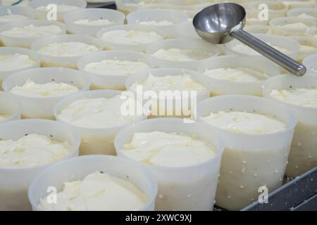 Villers-sur-Auchy (Nord de la France) : Cheesemonger Jean-Marie Beaudoin. Production et vente de fromage de ferme biologique. Égouttage du fromage Banque D'Images