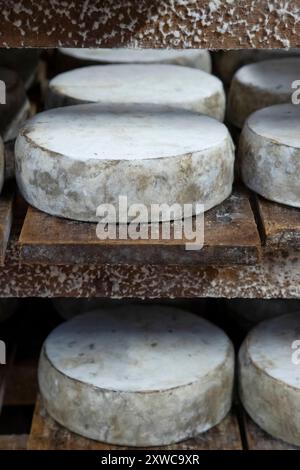 Le fromager Jean-Marie Beaudoin. Production et vente de fromages fermiers bio à Villers-sur-Auchy (Nord de la France). Fromage au lait cru “Tomme au fo Banque D'Images
