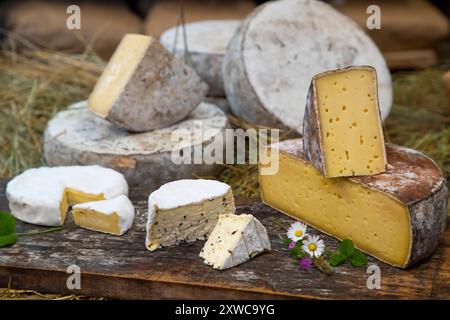 Le fromager Jean-Marie Beaudoin. Production et vente de fromages fermiers bio à Villers-sur-Auchy (Nord de la France). Fromage au lait cru. Tomme au fo Banque D'Images