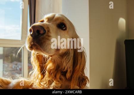 Chien Cocker spaniel de profil, éclairé par la lumière naturelle. Banque D'Images