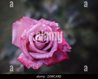 Fleur de rose dans le jardin du soir Banque D'Images