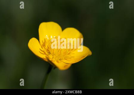 Fleur de Buttercup de près, fond bokeh vert, Ranunculus Banque D'Images