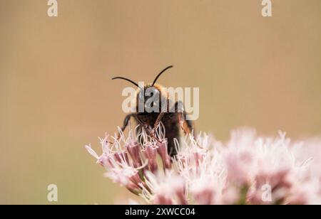 Une abeille assise sur une fleur et collectant du pollen Banque D'Images