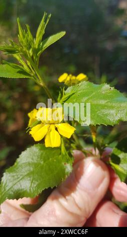 Houblon goodenia (Goodenia ovata) Plantae Banque D'Images