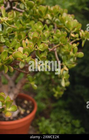 Plante de jade en pot (arbre à argent) dans un jardin extérieur Banque D'Images