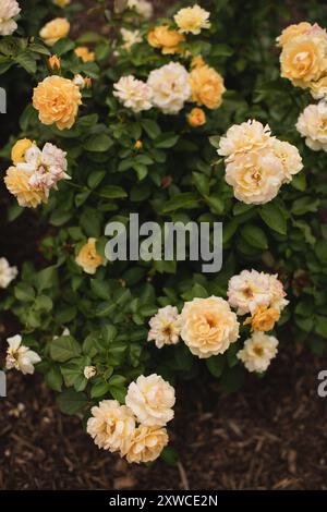 Roses jaunes et crème avec des feuilles vertes dans un cadre de jardin Banque D'Images