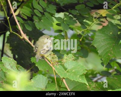 Acadien Flycatcher (Empidonax virescens) Aves Banque D'Images