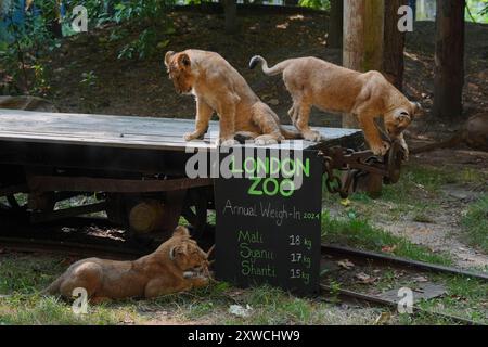 Lion Cubs, Mali, Syanii et Shanti lors de la pesée annuelle au ZSL London Zoo, Londres, où chaque mammifère, oiseau, reptile, les poissons et les invertébrés à travers le zoo sont pesés et mesurés. Date de la photo : lundi 19 août 2024. Banque D'Images