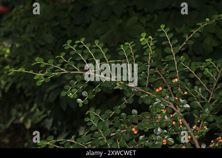 Hjelmqvist's Cotoneaster (Cotoneaster hjelmqvistii) Plantae Banque D'Images