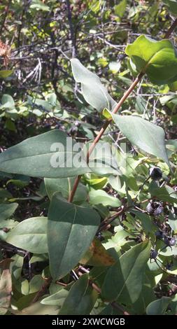 Millepertuis (Hypericum grandifolium) Plantae Banque D'Images