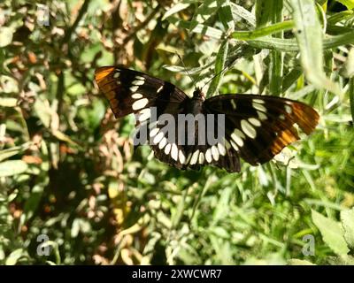 L'amiral de Lorquin (Limenitis lorquini) Insecta Banque D'Images