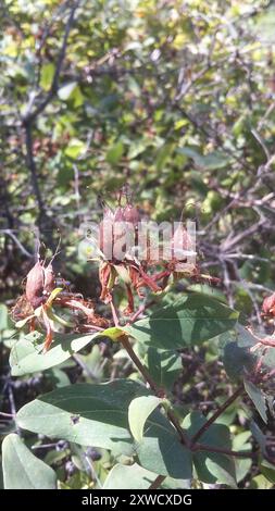 Millepertuis (Hypericum grandifolium) Plantae Banque D'Images