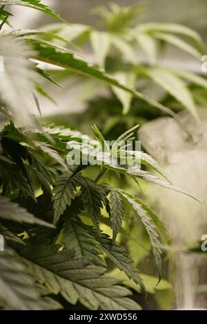 Jeunes plants de cannabis poussant en intérieur. Banque D'Images