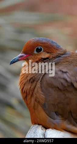 Rare Pidgeon coloré en gros plan. Banque D'Images