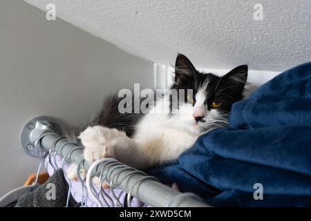 Chaton noir et blanc se relaxant dans un espace insolite sur le dessus des vêtements. Banque D'Images
