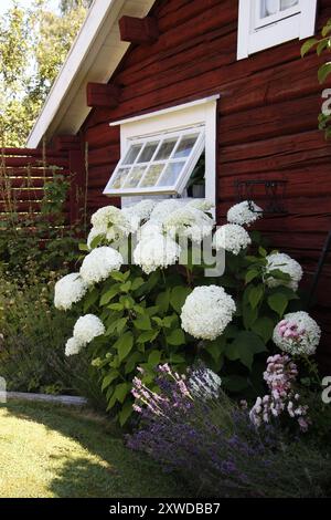 Jardin luxuriant par un petit cottage rouge en Suède Banque D'Images