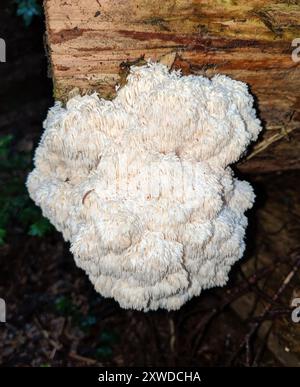 Champignons de la tête d'ours (Hericium abietis) Banque D'Images