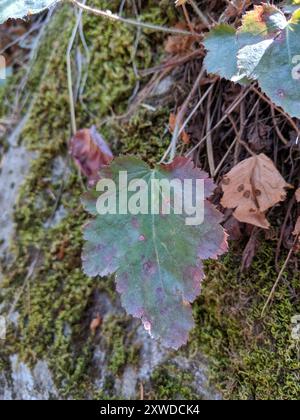 Alumroots (Heuchera) Plantae Banque D'Images