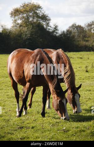 Chevaux dans un champ près du manoir de Brécourt, Normandie, France Banque D'Images