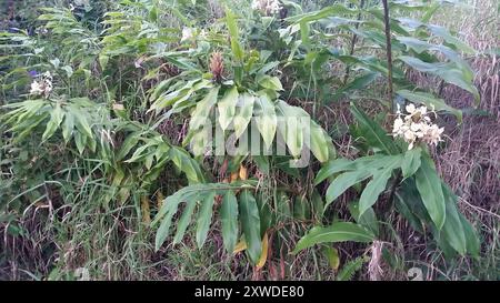 Gingembre jaune (Hedychium flavescens) Plantae Banque D'Images