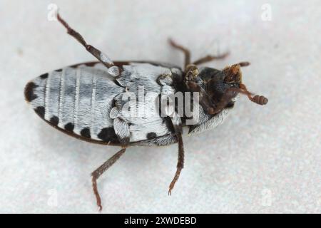 Coléoptère du cuir (Dermestes sibiricus). Coléoptère cutané. Un ravageur commun dans les maisons. Vue de dessous. Banque D'Images