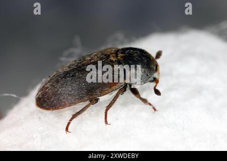 Coléoptère du cuir (Dermestes sibiricus). Coléoptère cutané. Un ravageur commun dans les maisons. Banque D'Images