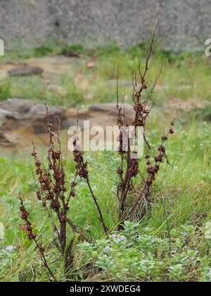 Quai japonais (Rumex japonicus) Plantae Banque D'Images