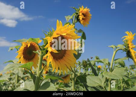 13 août 2024 tournesols poussant dans les Lincolnshire Fens Banque D'Images