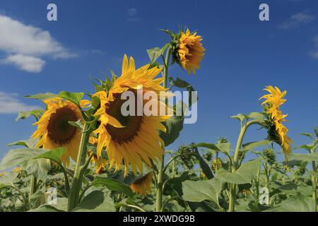13 août 2024 tournesols poussant dans les Lincolnshire Fens Banque D'Images