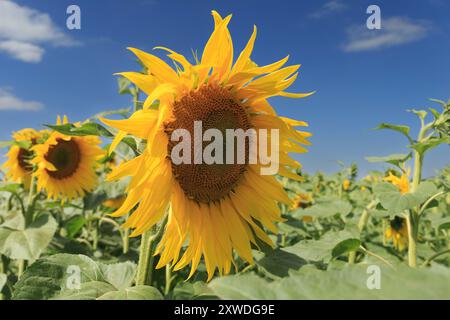 13 août 2024 tournesols poussant dans les Lincolnshire Fens Banque D'Images