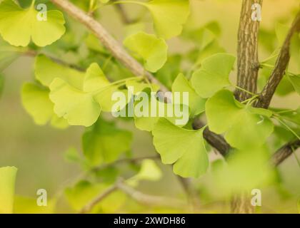Branche Ginkgo dans le parc Banque D'Images